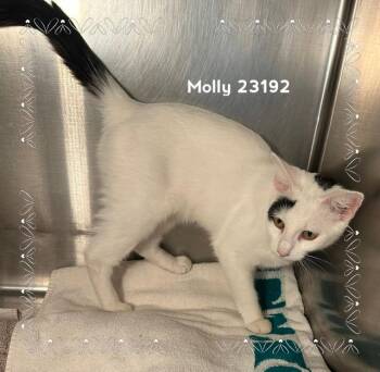 MOLLY (see also MICKEY) -  Domestic Short Hair Cat for Adoption in Marietta, Georgia - MOLLY (see Also MICKEY) | PetCurious