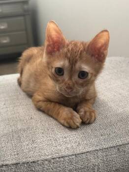 Baxter -  Domestic Short Hair Cat for Adoption in West Palm Beach, Florida - Baxter | PetCurious