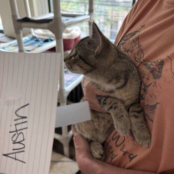 Sleepy/Austin -  American Shorthair Cat for Adoption in Pittsburgh, Pennsylvania - Sleepy/Austin | PetCurious