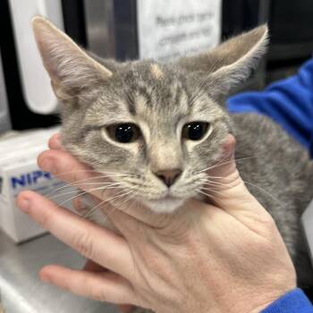 Frappe -  Domestic Short Hair Cat for Adoption in Greensboro, North Carolina - Frappe | PetCurious
