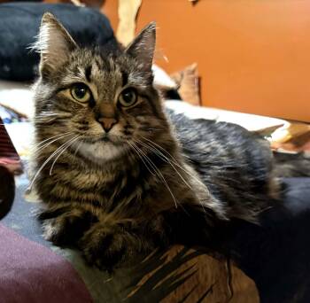 Willow -  Domestic Medium Hair Cat for Adoption in Brantford, Ontario - Willow | PetCurious