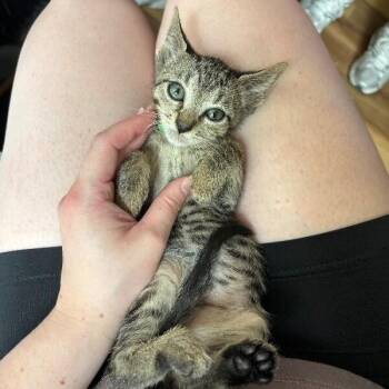 Juniper Woodville -  Tabby and Domestic Short Hair Cat for Adoption in Friendswood, Texas - Juniper Woodville | PetCurious