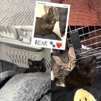 Domestic Short Hair Cats Available for Adoption in Tampa, Florida - Bear | PetCurious