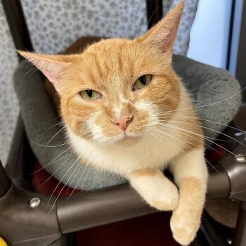 Domestic Short Hair Cats Available for Adoption in Columbia, Illinois - Sampson | PetCurious