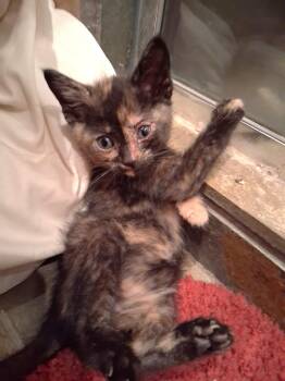 Katy -  Tortoiseshell Cat for Adoption in Albuquerque, New Mexico - Katy | PetCurious