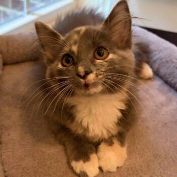 Love -  Domestic Medium Hair Cat for Adoption in Knoxville, Tennessee - Love | PetCurious