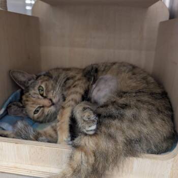 Domestic Short Hair Cats Available for Adoption - Antonia | PetCurious