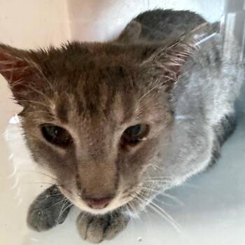 Domestic Short Hair Cats Available for Adoption - Alice | PetCurious