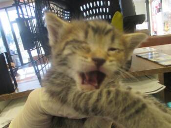 A381569 -  Domestic Short Hair Cat for Adoption in Ocala, Florida - A381569 | PetCurious