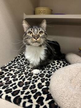 Rescue Domestic Medium Hair and Domestic Short Hair Cats for Adoption in Quakertown, Pennsylvania - Willow | PetCurious