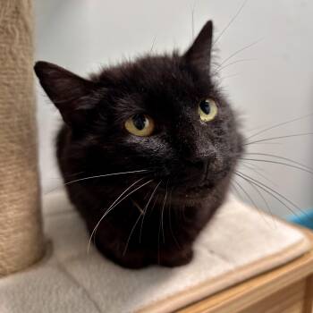 Persimmon -  Domestic Short Hair Cat for Adoption in Grand Rapids, Michigan - Persimmon | PetCurious