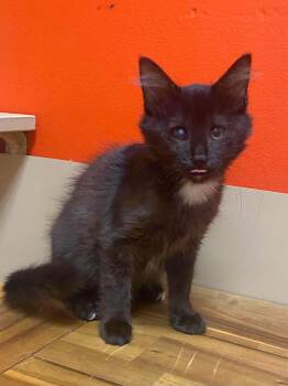 Athena -  Domestic Medium Hair Cat for Adoption in Maryville, Missouri - Athena | PetCurious