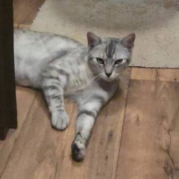 Leia -  Domestic Short Hair Cat for Adoption in Vine Grove, Kentucky - Leia | PetCurious