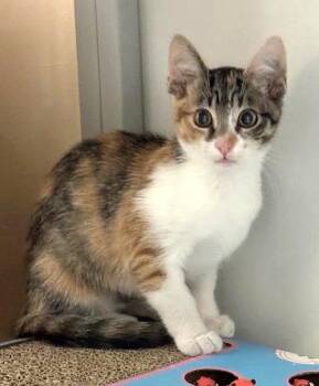 Kitten Waluigi -  Domestic Short Hair Cat for Adoption in Seal Beach, California - Kitten Waluigi | PetCurious