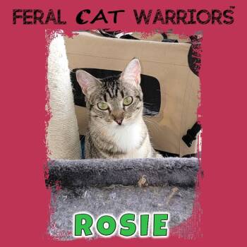 Rosie -  Domestic Short Hair Cat for Adoption in Squamish, British Columbia - Rosie | PetCurious