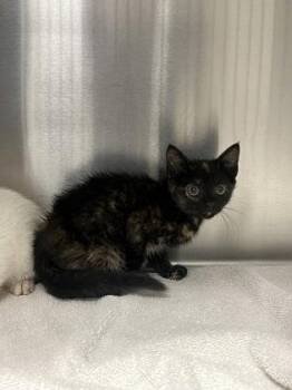 Tiki -  Domestic Short Hair Cat for Adoption in Memphis, Tennessee - Tiki | PetCurious