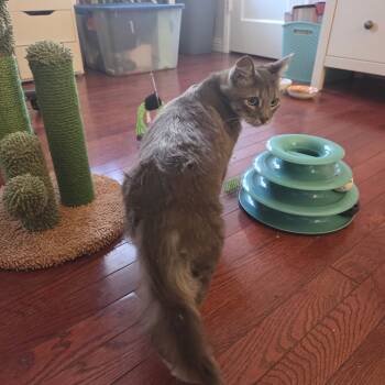 Rescue Domestic Short Hair Cats for Adoption in Brea, California - Chrome | PetCurious