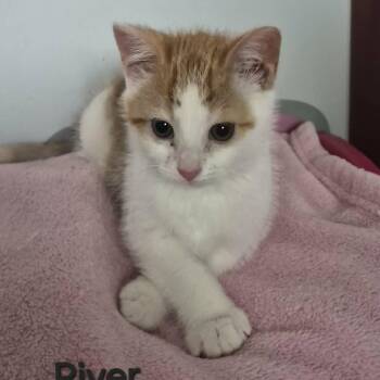 River - Playful & Confident -  Domestic Short Hair Cat for Adoption in Hamilton, Ontario - River - Playful & Confident | PetCurious