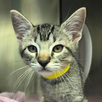 Jacob -  Domestic Short Hair Cat for Adoption in Nashville, Tennessee - Jacob | PetCurious
