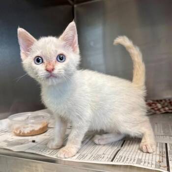 SID -  Domestic Short Hair Cat for Adoption in Riverside, California - SID | PetCurious