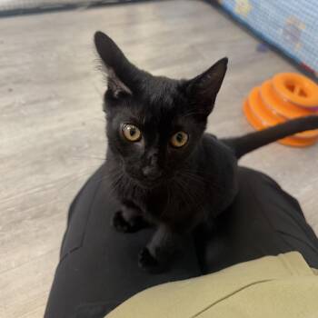 Toyota -  Domestic Short Hair Cat for Adoption in Ridgely, Maryland - Toyota | PetCurious