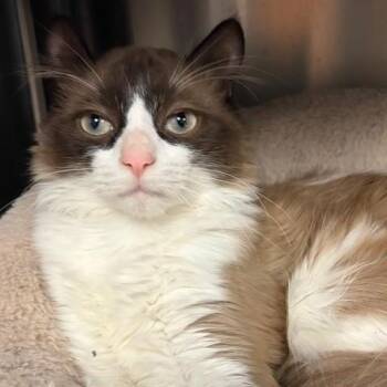 Aristotle  -  Snowshoe Cat Available for Adoption in Braintree, Massachusetts - Aristotle  | PetCurious