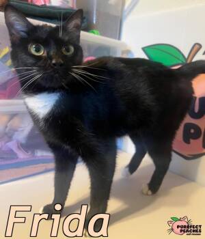 Domestic Short Hair Cats Available for Adoption - Frida | PetCurious