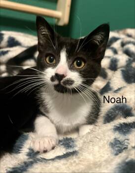 Tuxedo Cats Available for Adoption - Noah | PetCurious