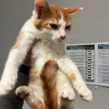 Bull -  Domestic Short Hair Cat for Adoption in Chattanooga, Tennessee - Bull | PetCurious