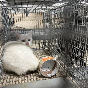 Domestic Short Hair Cats Available for Adoption - Milly | PetCurious