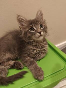 Domestic Long Hair Cats Available for Adoption - Spinner | PetCurious
