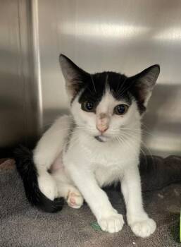 Cayenne -  Domestic Short Hair Cat for Adoption in Houston, Texas - Cayenne | PetCurious