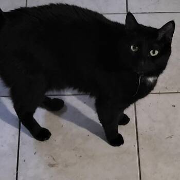 Domestic Short Hair Cats Available for Adoption in Clayton, California - Sumi | PetCurious