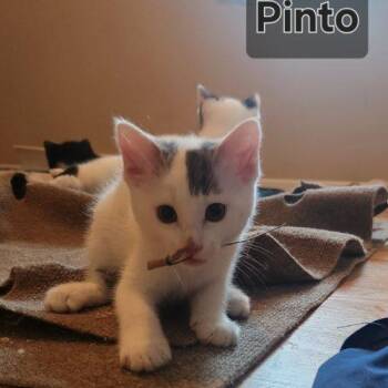 Pinto -  Domestic Medium Hair Cat for Adoption in Seven Valleys, Pennsylvania - Pinto | PetCurious