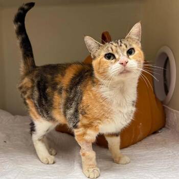 Camille -  Domestic Short Hair Cat for Adoption in Jacksboro, Tennessee - Camille | PetCurious