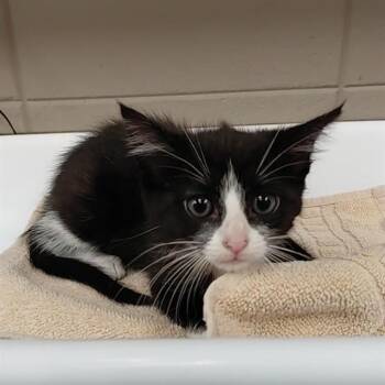Domestic Short Hair Cats Available for Adoption - POPPY | PetCurious
