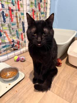 Dunn -  Domestic Short Hair Cat for Adoption in Vancouver, Washington - Dunn | PetCurious