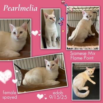 Pearlmelia OR14443-T -  Domestic Short Hair Cat for Adoption in Missouri City, Texas - Pearlmelia OR14443-T | PetCurious