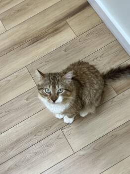 Domestic Medium Hair Cats Available for Adoption - Butterscotch | PetCurious