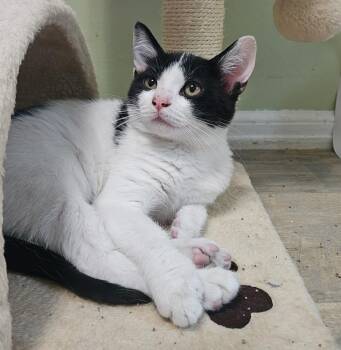 Panda -  Tuxedo Cat for Adoption in Mentor, Ohio - Panda | PetCurious