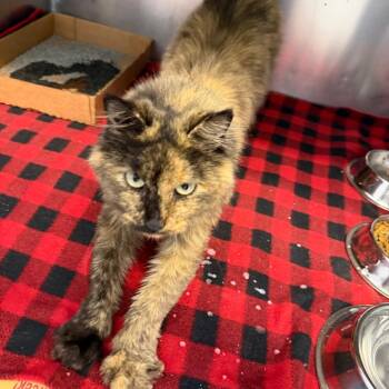 Miss Snuffleupagus -  Domestic Long Hair Cat for Adoption in Martinsville, Virginia - Miss Snuffleupagus | PetCurious