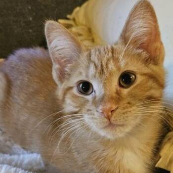 Shepherd -  Domestic Short Hair Cat for Adoption in Rochester, Minnesota - Shepherd | PetCurious