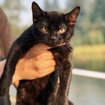 Turnip -  Domestic Short Hair Cat for Adoption in Portland, Oregon - Turnip | PetCurious