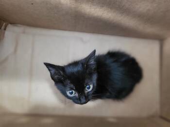 ANDRES -  Domestic Short Hair Cat for Adoption in Dallas, Texas - ANDRES | PetCurious