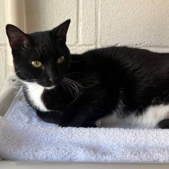 Bird -  Domestic Short Hair Cat for Adoption in Chicago, Illinois - Bird | PetCurious