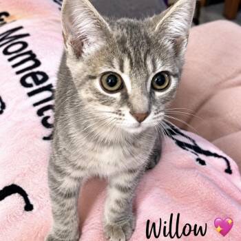 Willow -  Domestic Short Hair Cat for Adoption in Peachtree City, Georgia - Willow | PetCurious