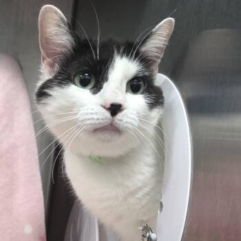 Domestic Short Hair Cats Available for Adoption in Fort Wayne, Indiana - Smore