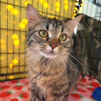 Bloom -  Domestic Medium Hair Cat for Adoption in Riverwoods, Illinois - Bloom | PetCurious
