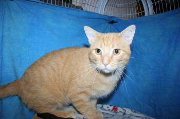 Mr. Handsome -  Tabby and Tiger Cat for Adoption in Howell, Michigan - Mr. Handsome | PetCurious