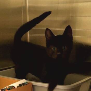 Limeade -  Domestic Short Hair Cat for Adoption - Limeade | PetCurious